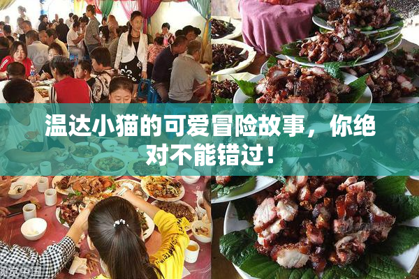 温达小猫的可爱冒险故事，你绝对不能错过！