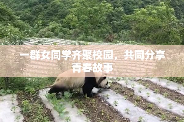 一群女同学齐聚校园，共同分享青春故事