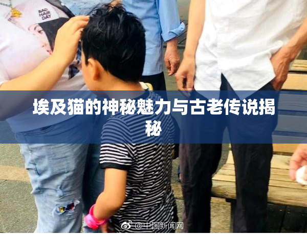 埃及猫的神秘魅力与古老传说揭秘