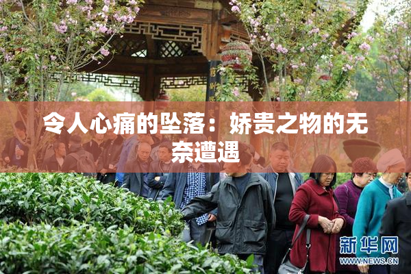 令人心痛的坠落：娇贵之物的无奈遭遇