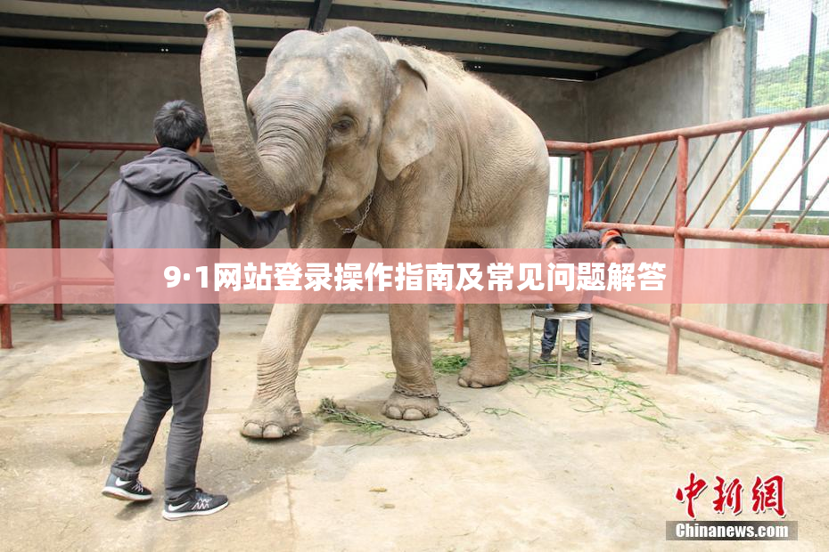 9·1网站登录操作指南及常见问题解答