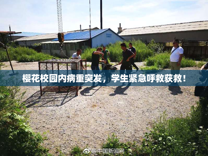 樱花校园内病重突发，学生紧急呼救获救！