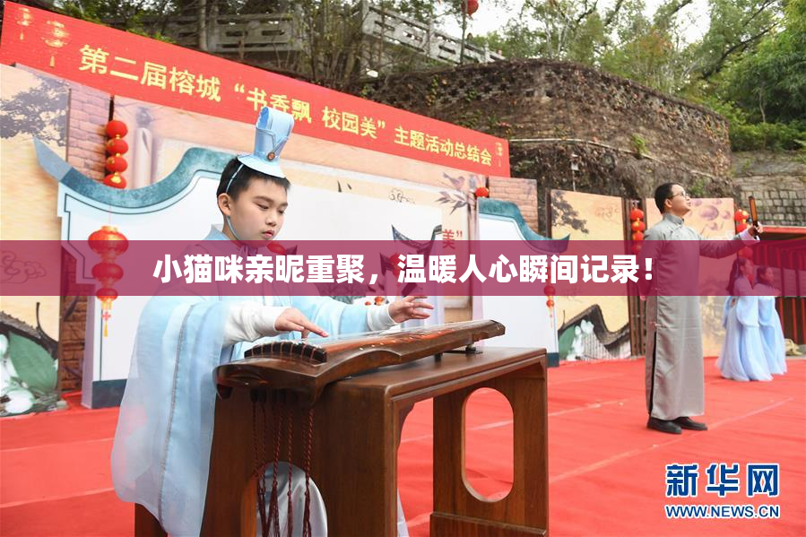 小猫咪亲昵重聚，温暖人心瞬间记录！