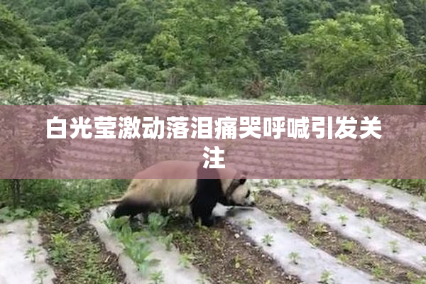白光莹激动落泪痛哭呼喊引发关注