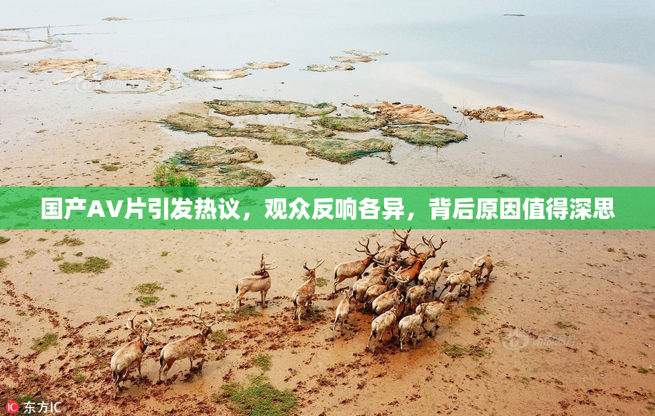 国产AV片引发热议，观众反响各异，背后原因值得深思