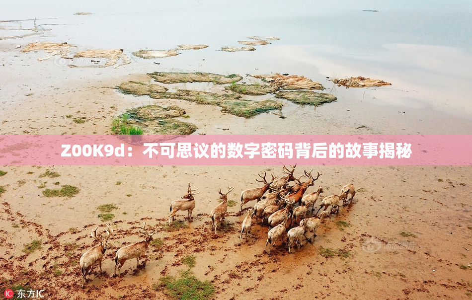 Z00K9d：不可思议的数字密码背后的故事揭秘
