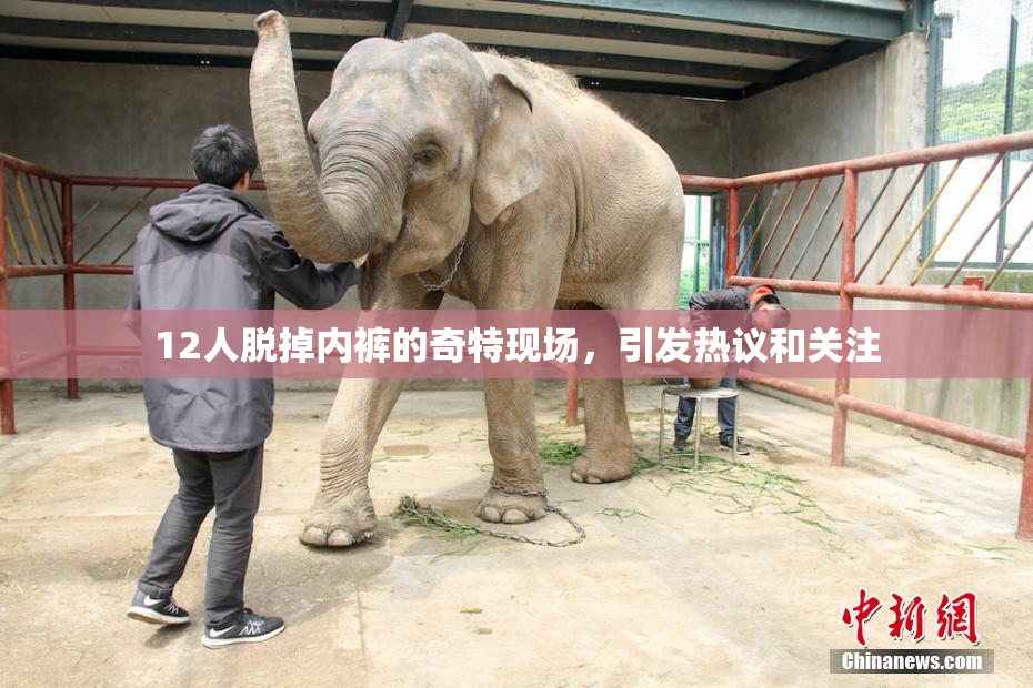 12人脱掉内裤的奇特现场，引发热议和关注