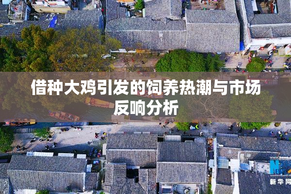借种大鸡引发的饲养热潮与市场反响分析