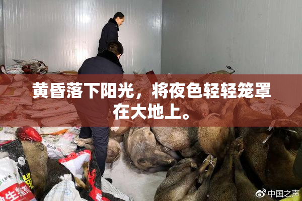 黄昏落下阳光，将夜色轻轻笼罩在大地上。