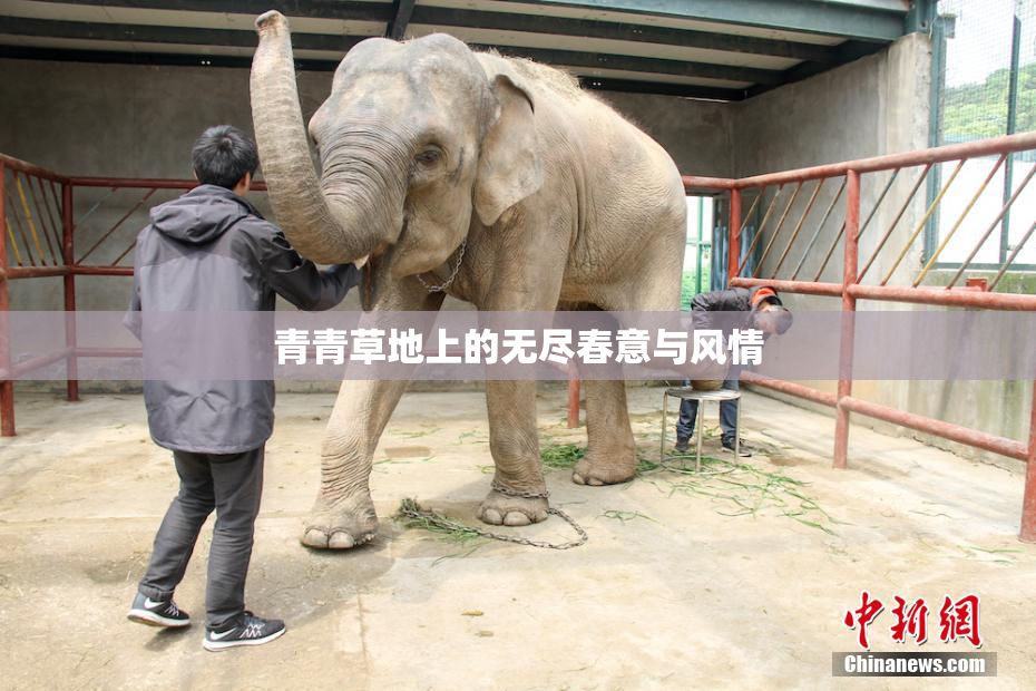 青青草地上的无尽春意与风情