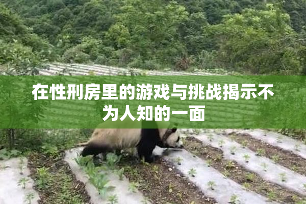 在性刑房里的游戏与挑战揭示不为人知的一面