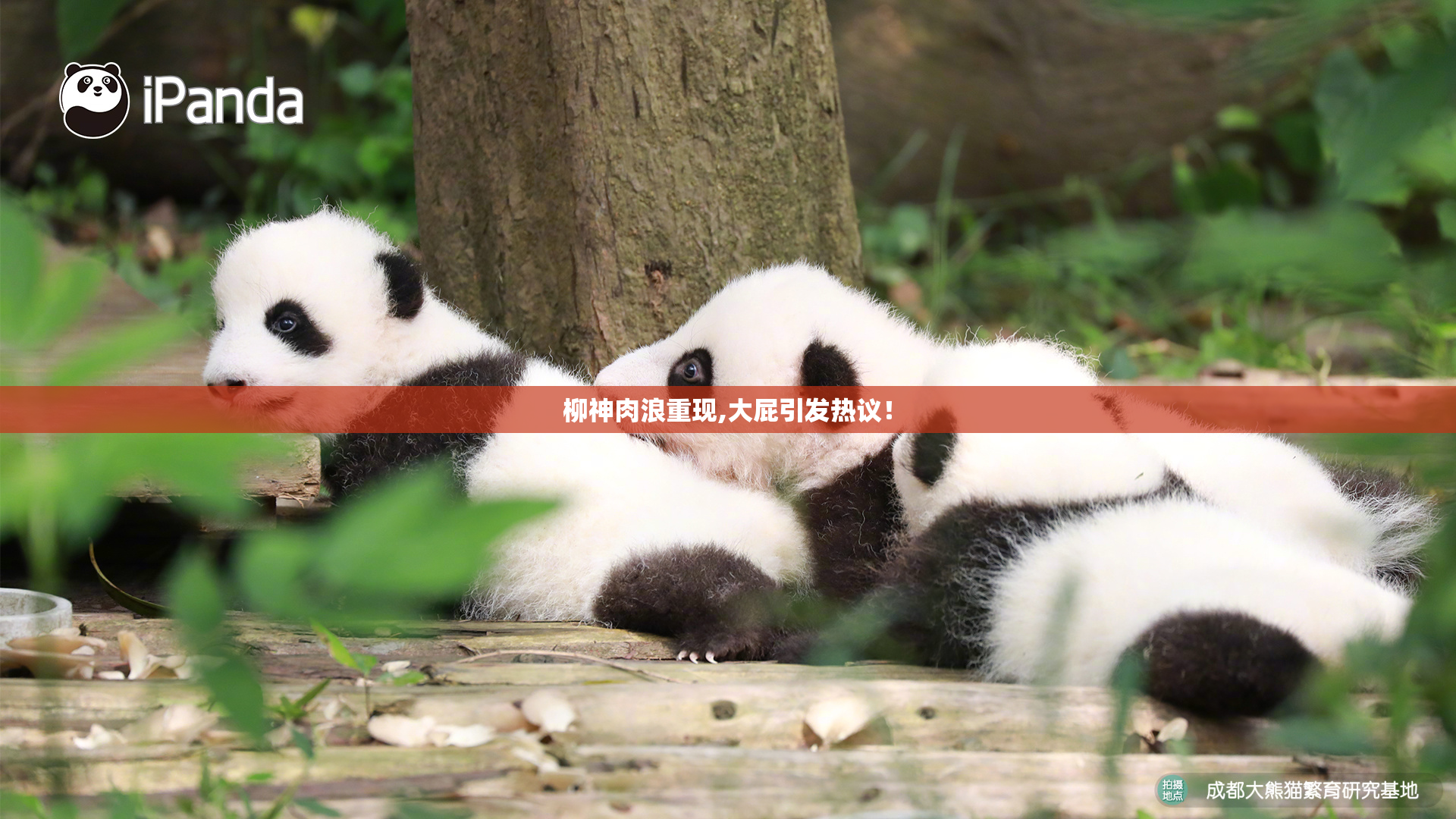 柳神肉浪重现,大屁引发热议！