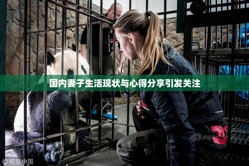 国内妻子生活现状与心得分享引发关注