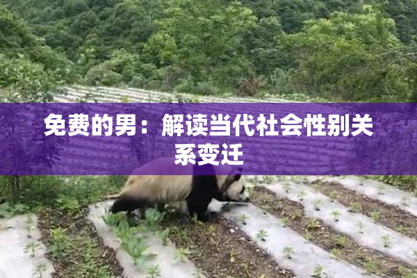 免费的男：解读当代社会性别关系变迁