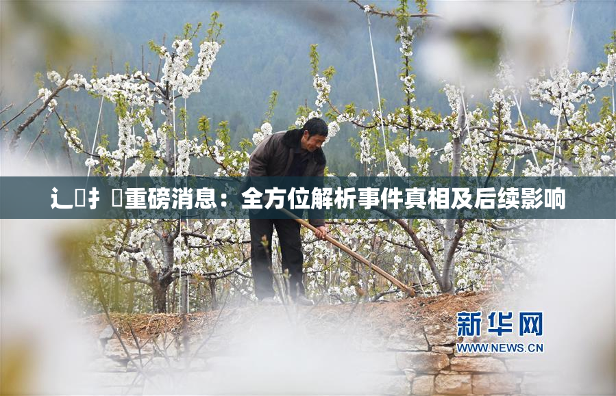 辶喿扌畐重磅消息：全方位解析事件真相及后续影响