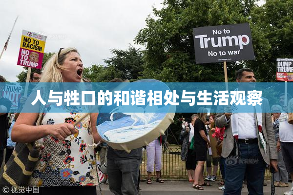 人与牲口的和谐相处与生活观察