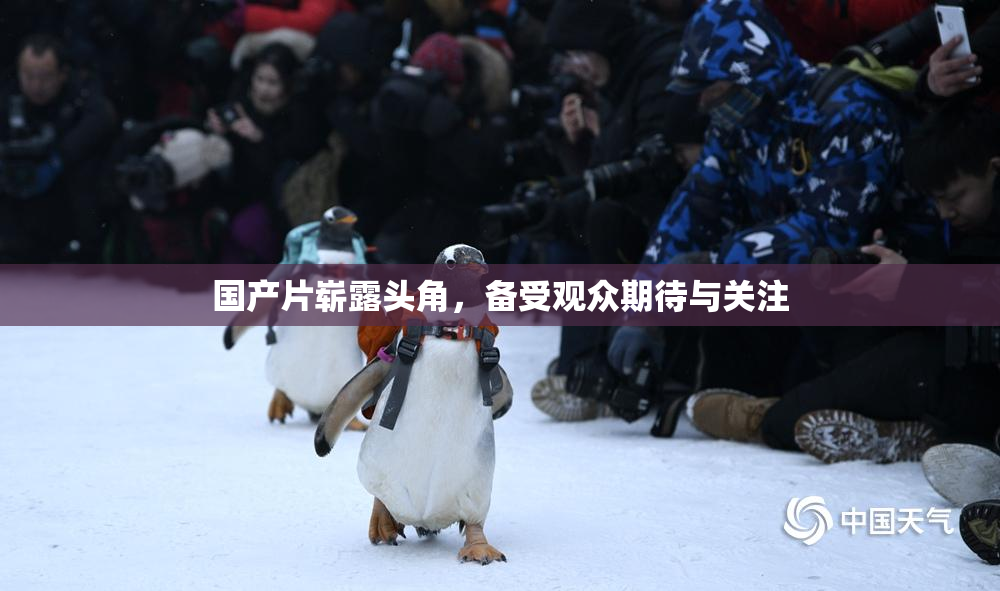 国产片崭露头角，备受观众期待与关注
