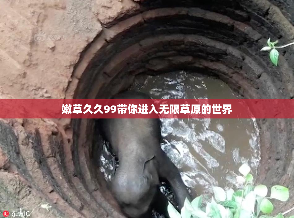嫩草久久99带你进入无限草原的世界