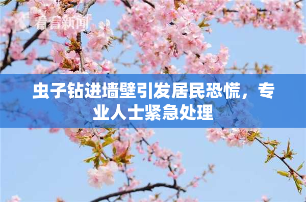 虫子钻进墙壁引发居民恐慌，专业人士紧急处理