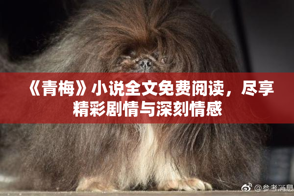 《青梅》小说全文免费阅读，尽享精彩剧情与深刻情感