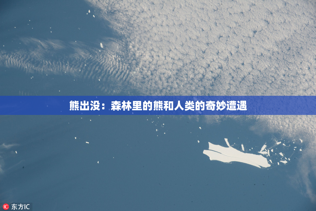 熊出没：森林里的熊和人类的奇妙遭遇