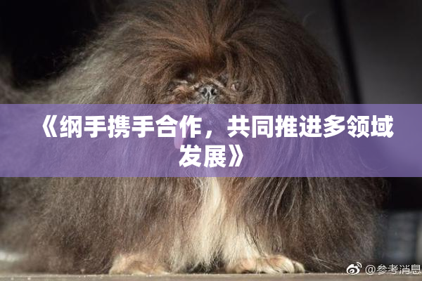 《纲手携手合作，共同推进多领域发展》