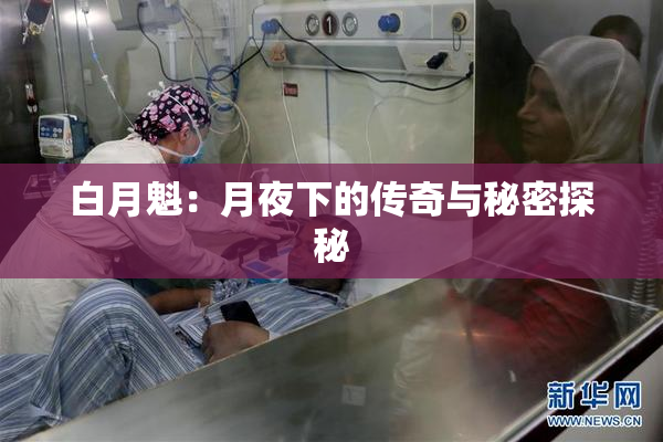 白月魁：月夜下的传奇与秘密探秘