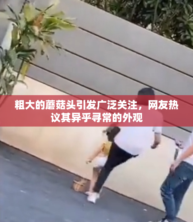 粗大的蘑菇头引发广泛关注，网友热议其异乎寻常的外观