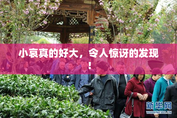 小哀真的好大，令人惊讶的发现！