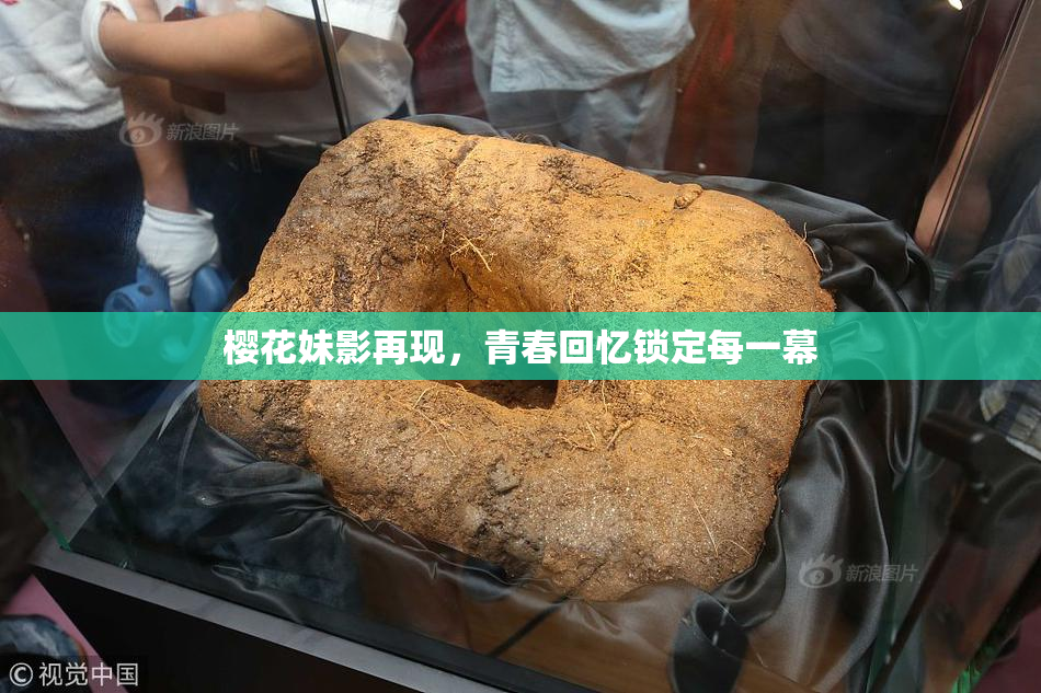 樱花妹影再现，青春回忆锁定每一幕