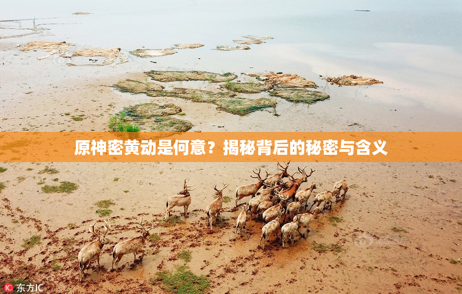原神密黄动是何意？揭秘背后的秘密与含义