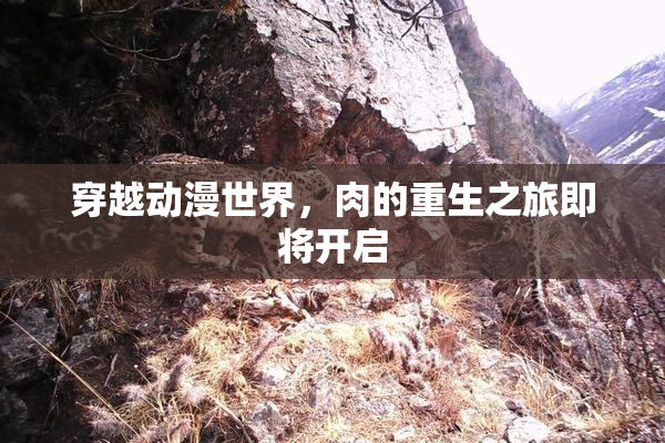 穿越动漫世界，肉的重生之旅即将开启
