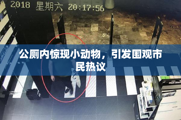 公厕内惊现小动物，引发围观市民热议