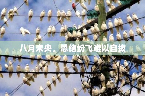 八月未央，思绪纷飞难以自拔