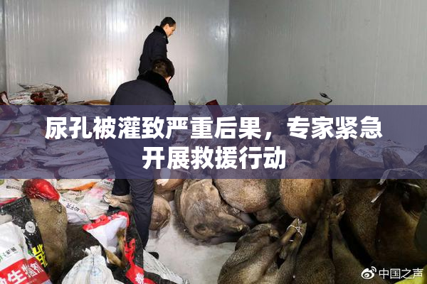 尿孔被灌致严重后果，专家紧急开展救援行动
