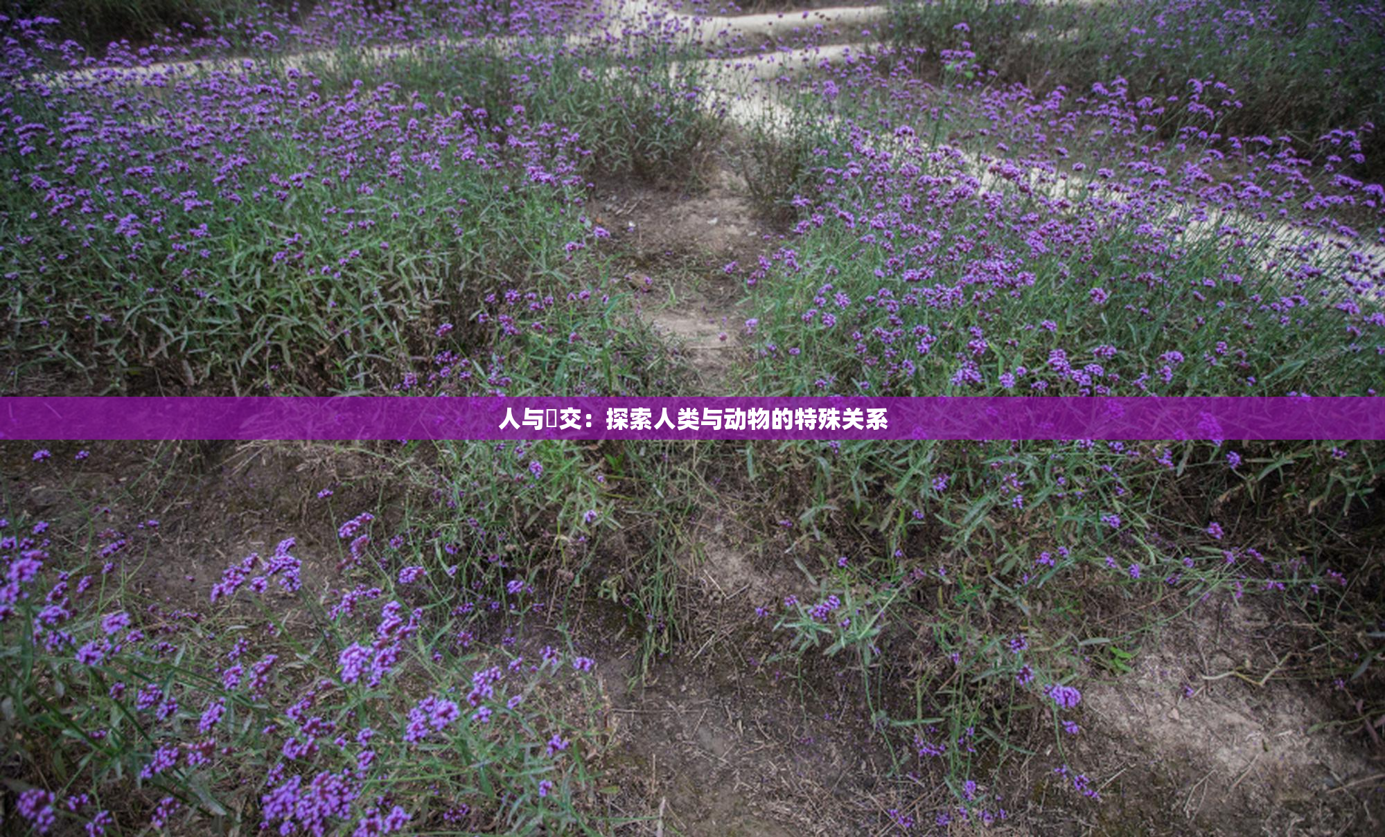 人与嘼交：探索人类与动物的特殊关系