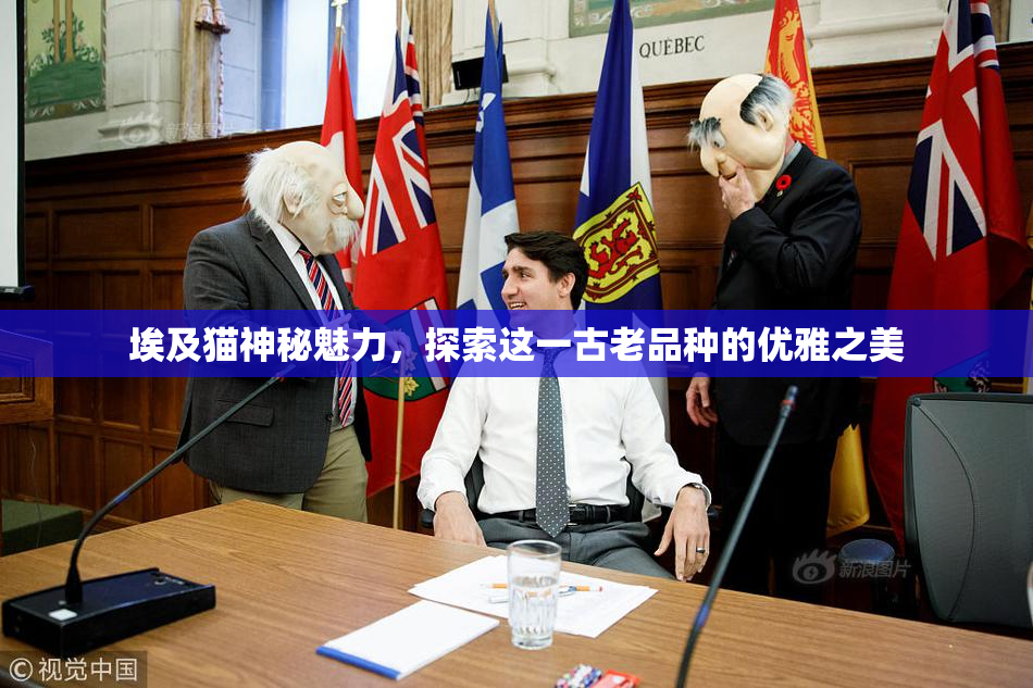 埃及猫神秘魅力，探索这一古老品种的优雅之美