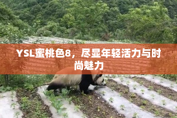 YSL蜜桃色8，尽显年轻活力与时尚魅力