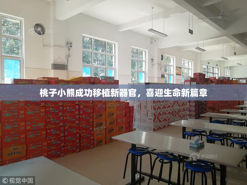 桃子小熊成功移植新器官，喜迎生命新篇章