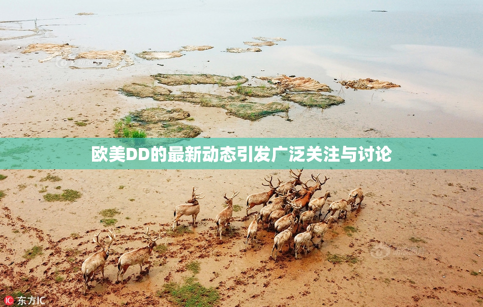 欧美DD的最新动态引发广泛关注与讨论