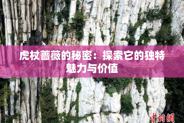 虎杖蔷薇的秘密：探索它的独特魅力与价值