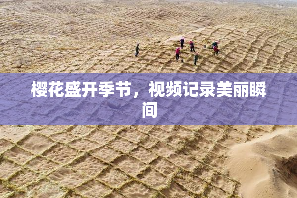 樱花盛开季节，视频记录美丽瞬间