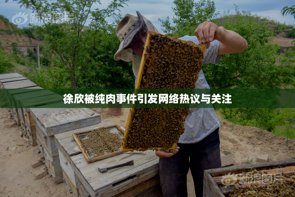 徐欣被纯肉事件引发网络热议与关注