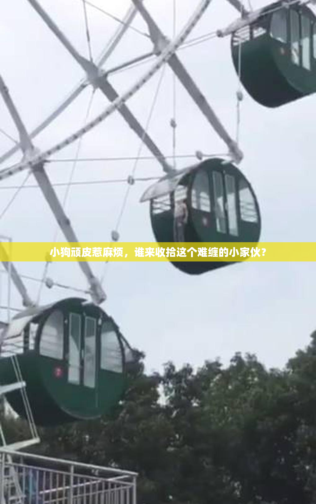 小狗顽皮惹麻烦，谁来收拾这个难缠的小家伙？