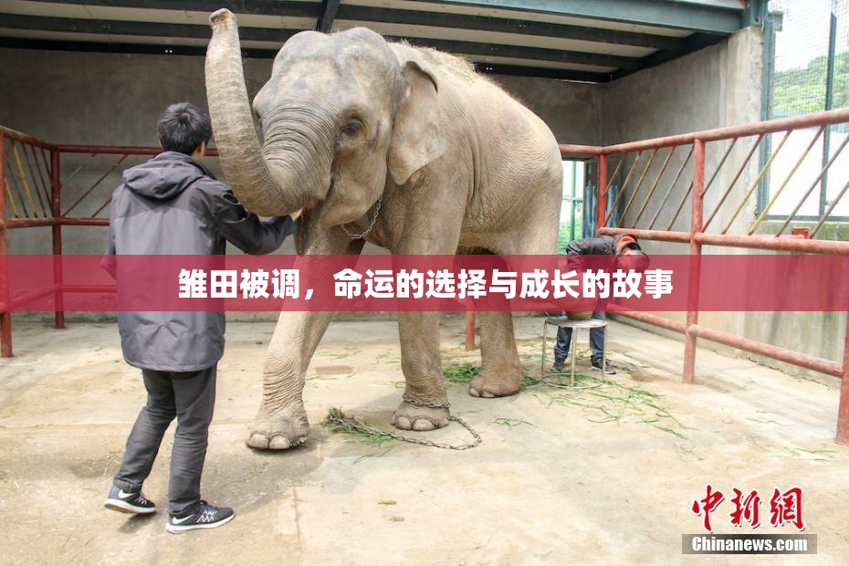 雏田被调，命运的选择与成长的故事