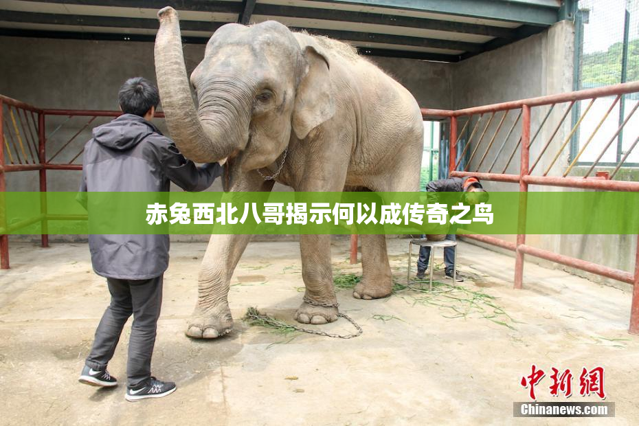 赤兔西北八哥揭示何以成传奇之鸟