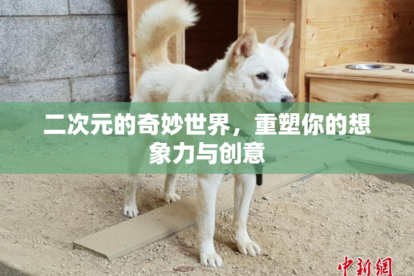 二次元的奇妙世界，重塑你的想象力与创意