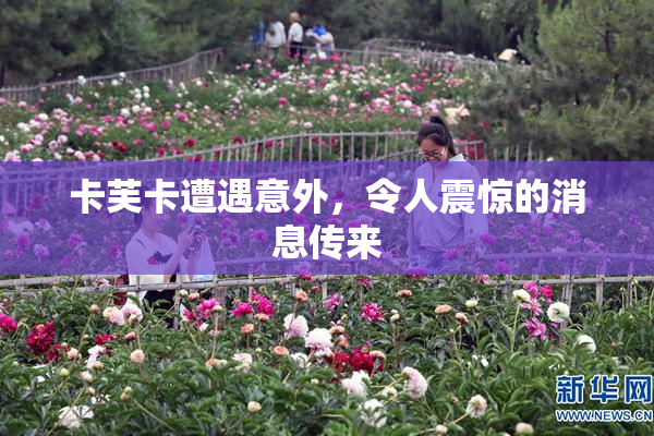 卡芙卡遭遇意外，令人震惊的消息传来