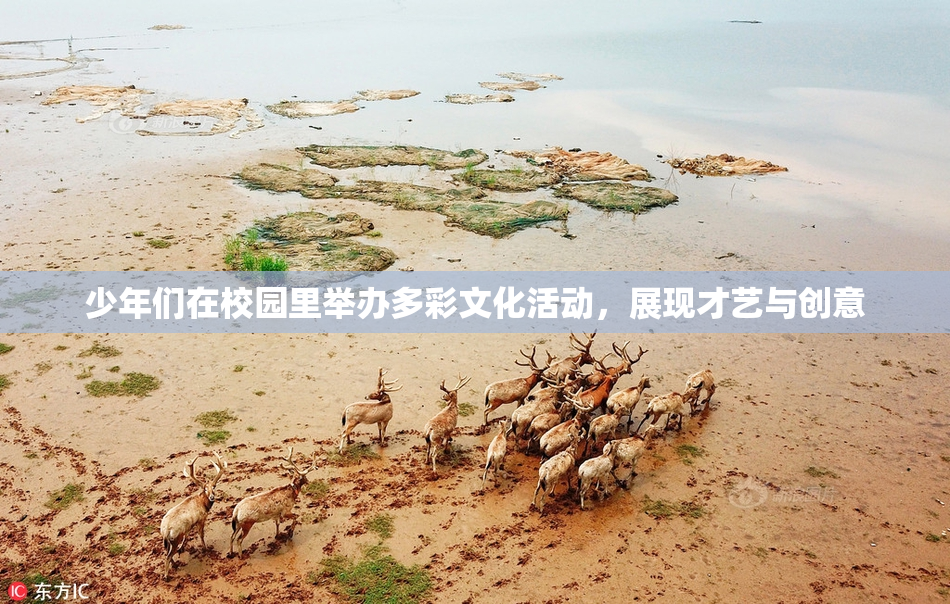 少年们在校园里举办多彩文化活动，展现才艺与创意