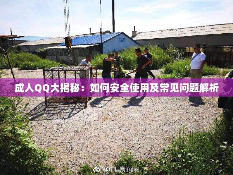 成人QQ大揭秘：如何安全使用及常见问题解析
